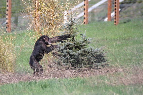 web_Missy_grab_christmas_tree_YH_jb_IMG_0878