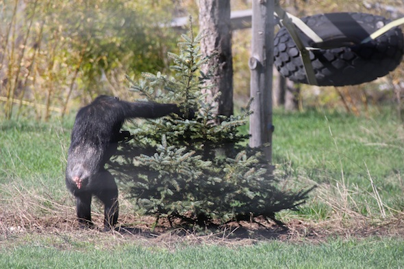 web_Missy_reach_into_christmas_tree_YH_jb_IMG_0863