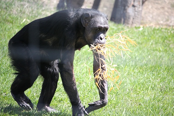 web_jody_walk_with_dry_bamboo_yh_kd_IMG_0310