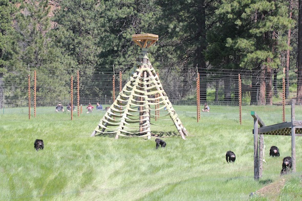 web_Burrito_Missy_Annie_Jamie_Foxie_near_twister_new_structure_YH_IMG_2179