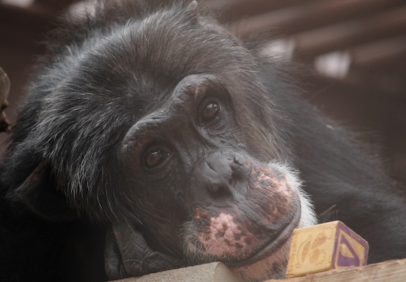 web_Burrito_closeup_wood_block_enrichment_look_at_camera_GH_kh_IMG_2661