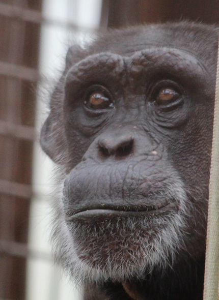 web_Jody_closeup_face_look_out_GH_kh_IMG_2684