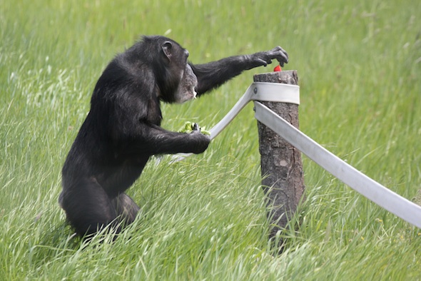 web_Missy_bipedal_reach_for_forage_food_in_hands_mouth_green_grass_YH_kh_IMG_2745