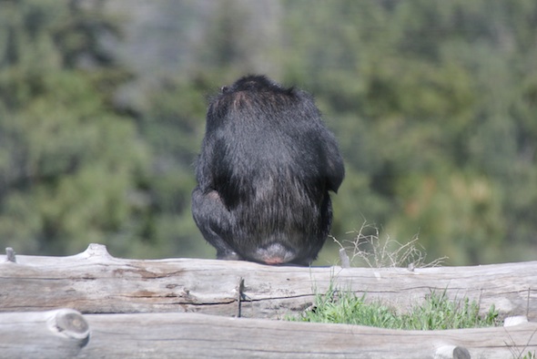 web_Missy_sit_log_back_to_camera_weed_mound_YH_kh_IIMG_1874