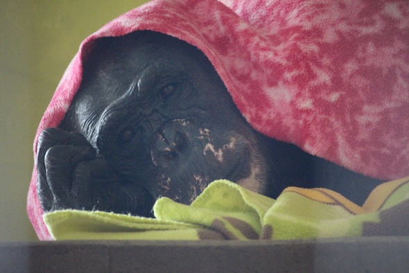 web_Negra_nest_blanket_poncho_catwalk_PR_ek_IMG_2916