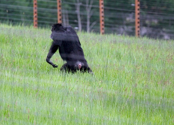 web_annie_bipedal_walk_thru_grass_yh_kd_IMG_2317