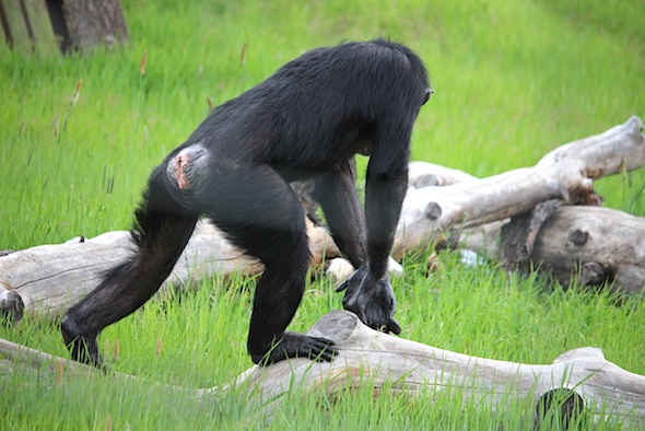 web_annie_step_onto_log_yh_kd_1966