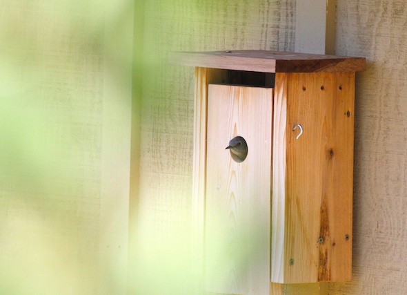web_bluebird_sticking_head_out_house_kd_IMG_2310