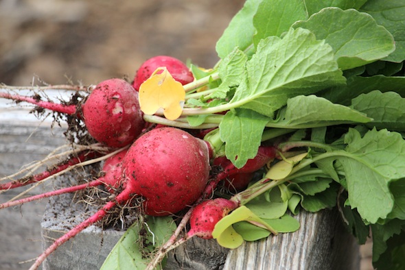 web_fresh_radish_garden_aw_IMG_2889