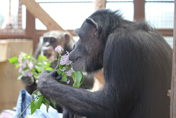 web_mothers_day_Annie_eat_lilacs_GH_kd_IMG_2130