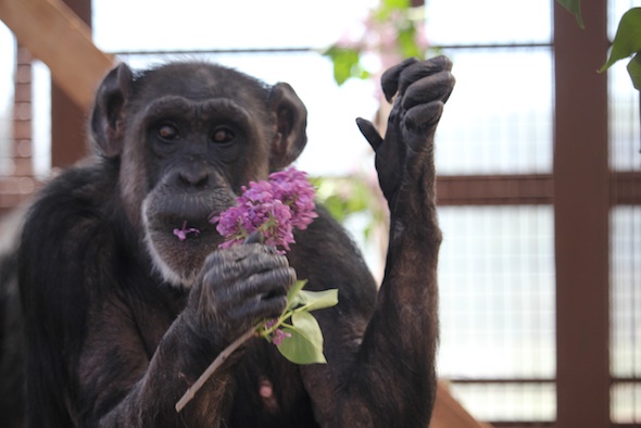 web_mothers_day_Jody_eat_lilacs_GH_IMG_2126