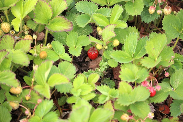 web_red_strawberry_garden_aw_IMG_2860