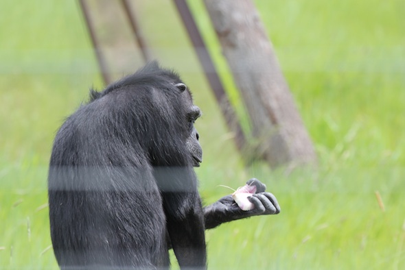 web_Annie_green_grass_eat_forage_YH_ek_IMG_2955