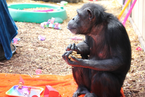 web_Annie_handful_of_chow_party_anniversary_birthday_GH_ek_IMG_3294