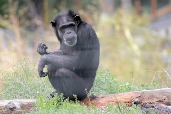 Annie sitting on a log