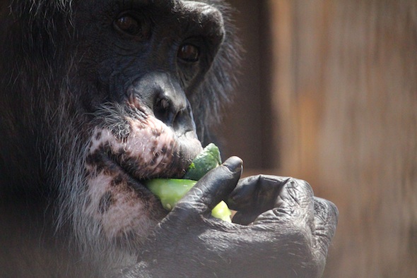 web_Burrito_eat_cucumber_gh_aw_IMG_3885