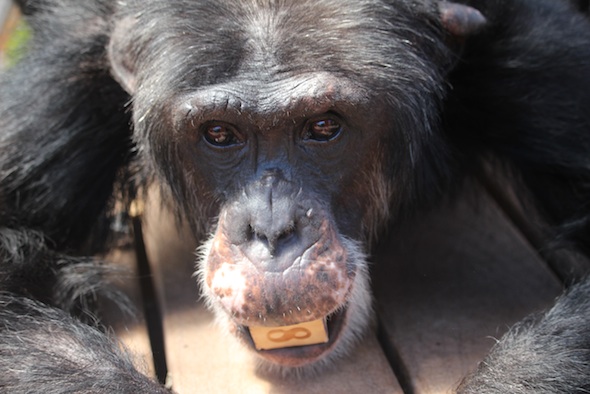 web_Burrito_play_bow_block_enrichment_in_mouth_look_at_camera_GH_ek_IMG_3113