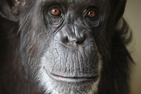 web_Foxie_closeup_portrait_studio_FR4_kh_IMG_3714