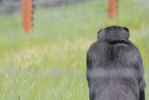 web_Jody_back_bipedal_forage_green_grass_YH_ek_IMG_2965
