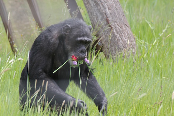 web_Missy_mouth_full_green_grass_forage_YH_ek_IMG_2947