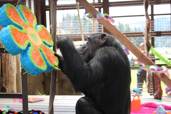 web_Missy_pinata_party_anniversary_birthday_GH_ek_IMG_3299