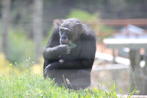 Missy eating prickly lettuce