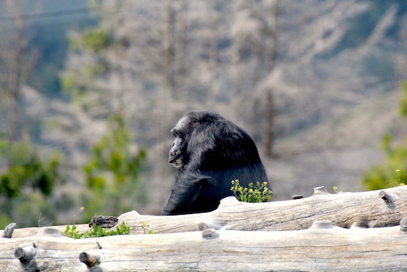 web_Negra_on_log_mound_YH_jb_IMG_2867