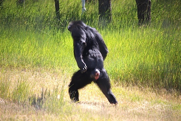 web_annie_bipedal_walk_up_yh_III_kd_IMG_3889