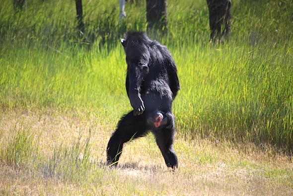 web_annie_bipedal_walk_up_yh_II_kd_IMG_3888
