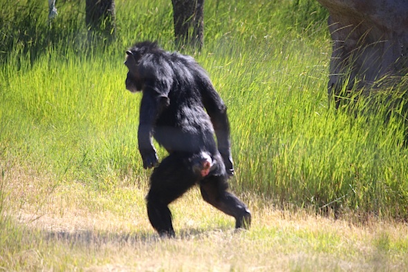 web_annie_bipedal_walk_up_yh_I_kd_IMG_3887