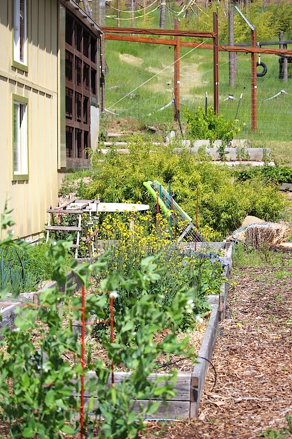 web_chimps_garden_kd_IMG_3735