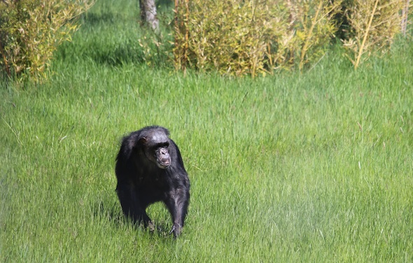 web_crop_Negra_walk_green_grass_YH_ek_IMG_1903