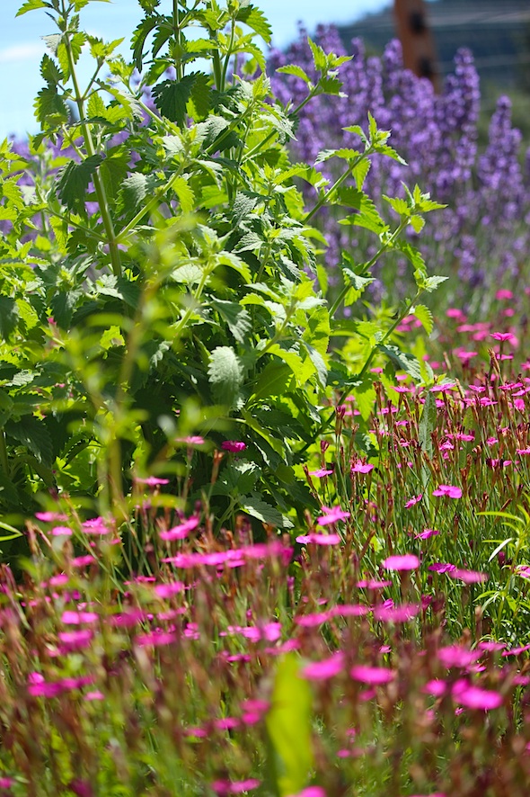 web_flower_garden_kd_IMG_3733