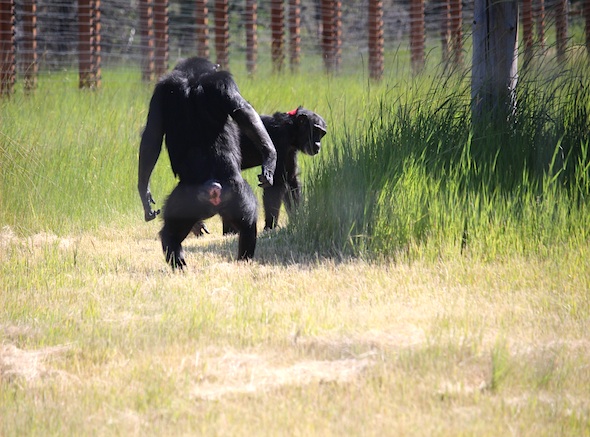 web_foxie_troll_annie_bipedal_II_kd_IMG_3894