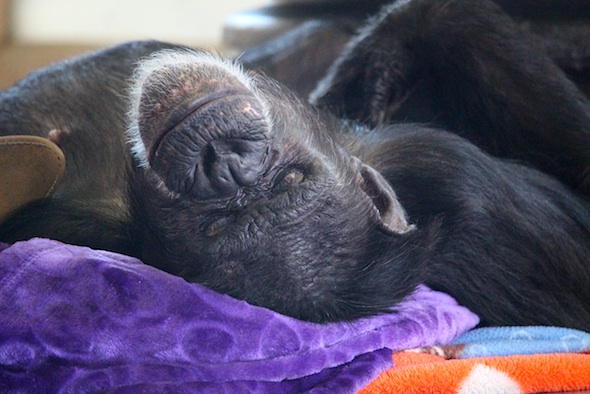 web_jamie_sleep_closeup_kd_IMG_3950