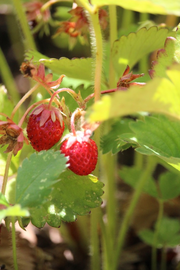 web_strawberry_patch_kd_IMG_3734