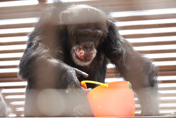 web_Burrito_look_at_hold_orange_bucket_enrichment_play_GH_kh_IMG_4138