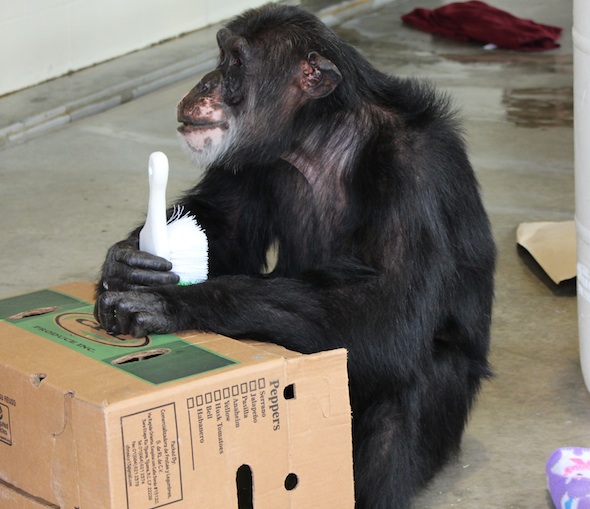 web_Burrito_sit_hold_brush_box_enrichment_PR_kh_IMG_4436
