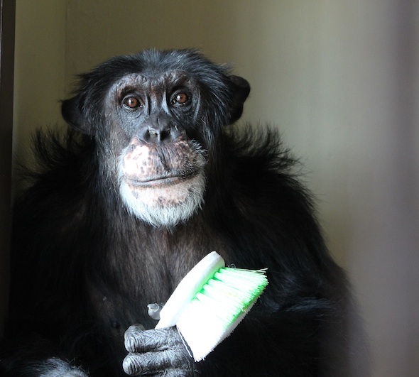 web_Burrito_sit_hold_brush_enrichment_portrait_studio_FR4_khIMG_4449