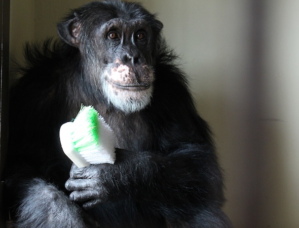 web_Burrito_sit_hold_brush_enrichment_portrait_studio_FR4_kh_IMG_4447