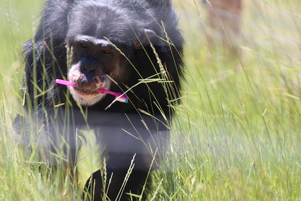 web_Burrito_toothbrush_in_mouth_green_grass_YH_kh_IMG_4258