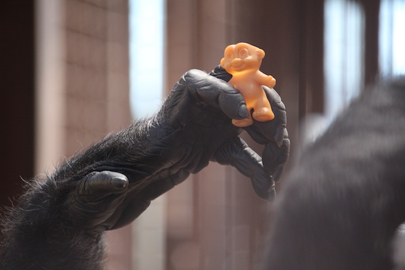 web_Foxie_hand_tiny_hairless_troll_in_hand_IMG_5252