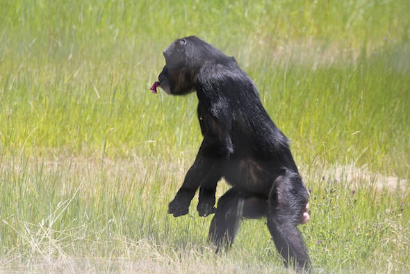 web_Jody_bipedal_profile_food_in_mouth_hands_YH_kh_IMG_4144