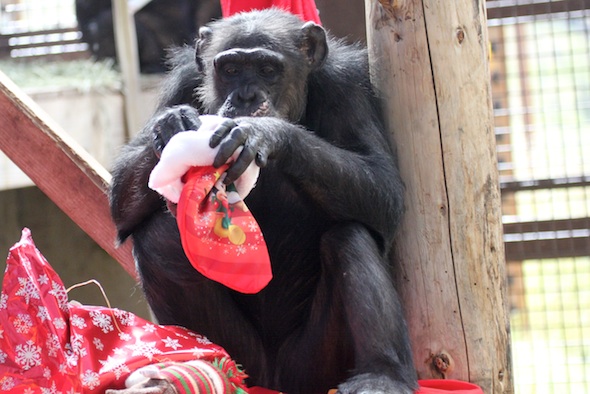 web_Missy_christmas_july_stocking_GH_aw_IMG_4729
