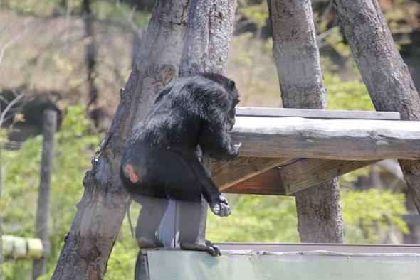 web_Missy_climb_cabin_look_forage_food_YH_kh_IMG_4147