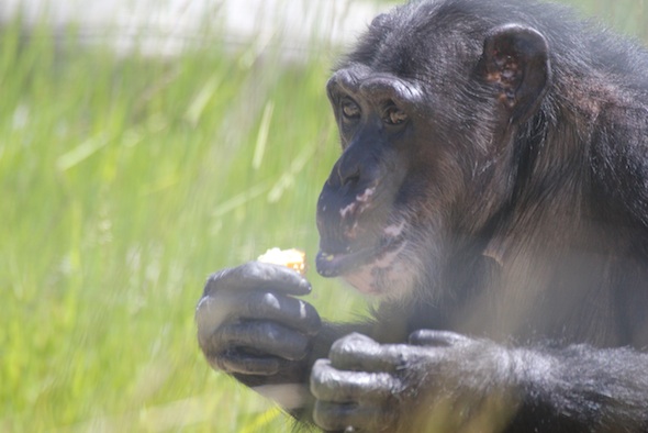 web_Missy_closeup_eat_corn_mouth_green_grass_YH_kh_IMG_4100