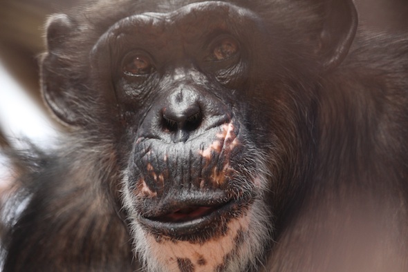 web_Missy_closeup_face_GH_kh_IMG_4491