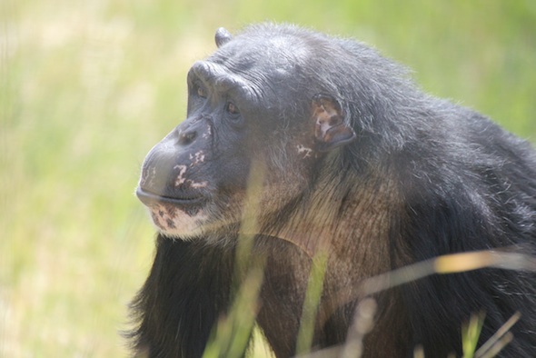 Negra behind grass