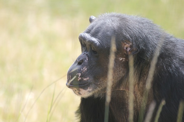 Negra looking down