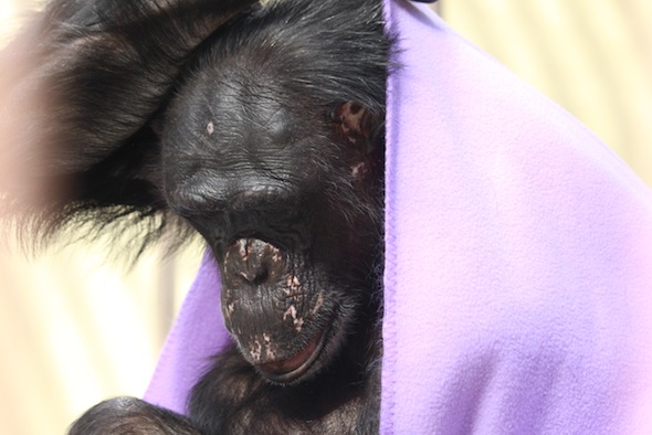 Negra covering herself with a blanket